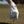 Tee de golf Dogleg en situation sur le parcours — balle posée sur le tee, main gantée, golf Suisse